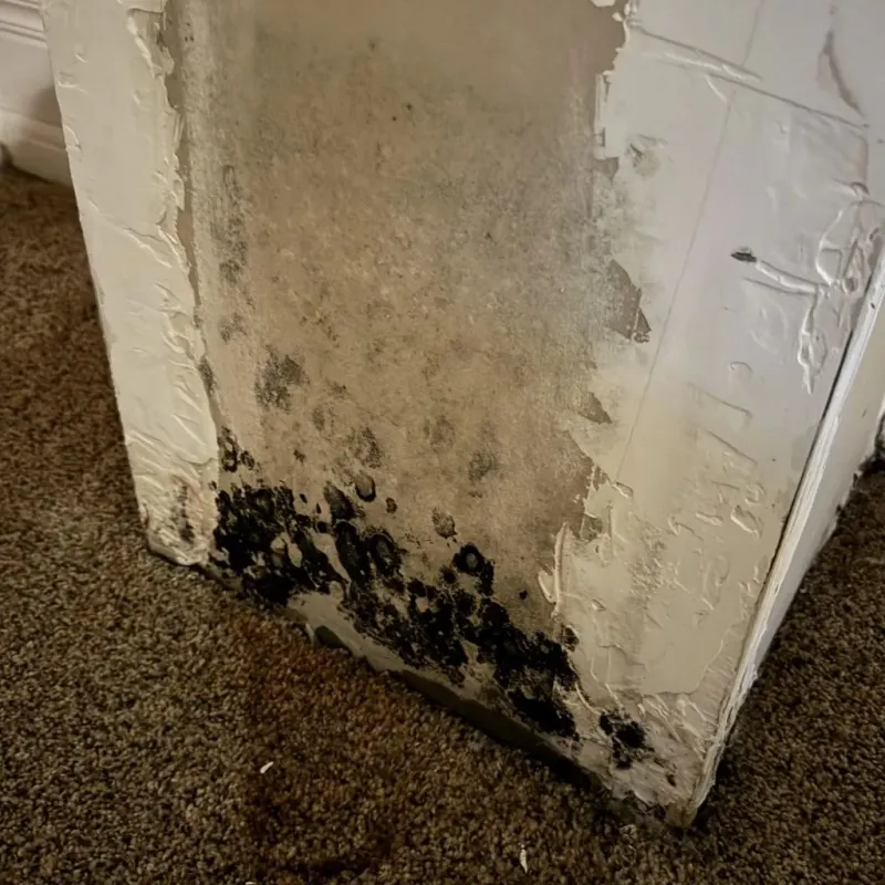 Professional Mold Removal in Greene County, PA